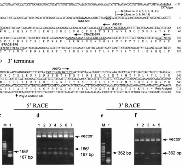 FIG. 4. Determination of the termini of the 2.7-kb major pk transcript. The locations of primers used for 5 ⬘ RACE (A93R11, 5⬘ RACE-SP4, 5⬘ RACE-SP6) and for 3 ⬘ RACE (A93F3) are indicated in a and b, respectively