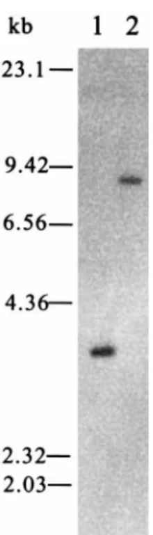 FIG. 7. Hybridization of a DIG-labeled WSSV pk-specific probe to Southern blots of WSSV DNA digested with HindIII (lane 1) and EcoRI (lane 2) restriction endonucleases