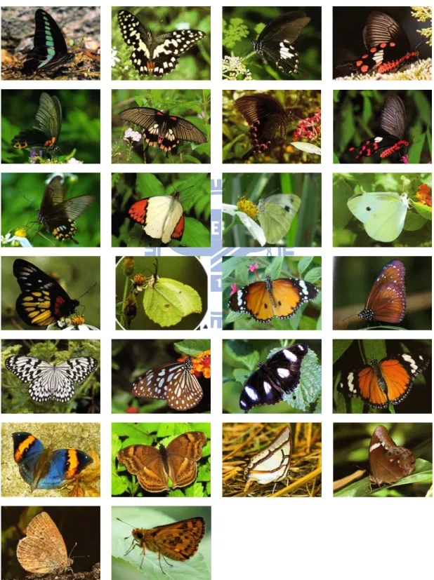 Fig. 1. The 26 species butterflies of image database. 