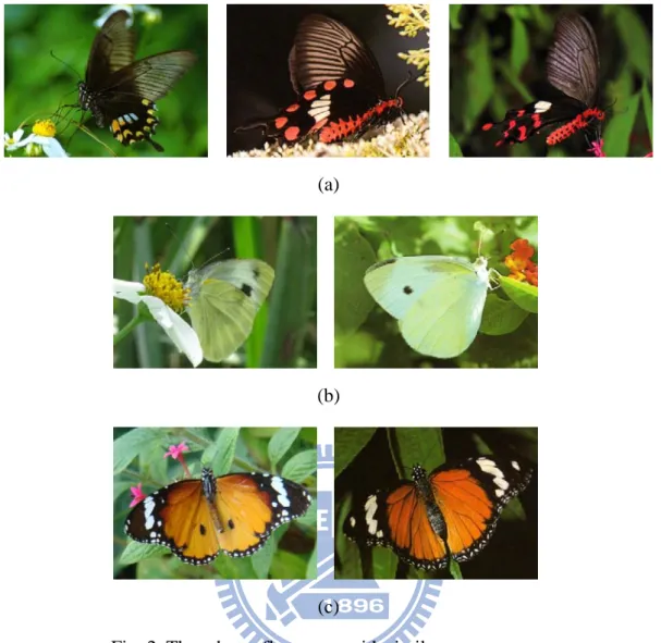 Fig. 2. Three butterfly groups with similar appearances. 