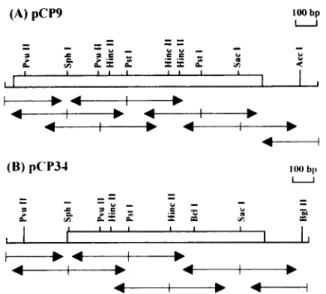 FIG. 1 . Restriction enzyme maps of cDNA clones pCP9 and pCP34 and DNA sequencing strategy 