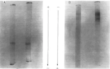 Fig. 3. Disc polyacrylamide gel electrophoresis of purified VAG. The purified VAG (about 20/&lt;g after the step of CM-C-52 column chromatography) was applied to 6%