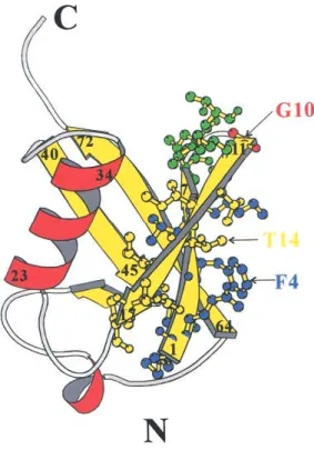 Fig. 1. Ribbon diagram of ubiquitin structure produced using the program MOLSCRIPT (Kraulis 1991)