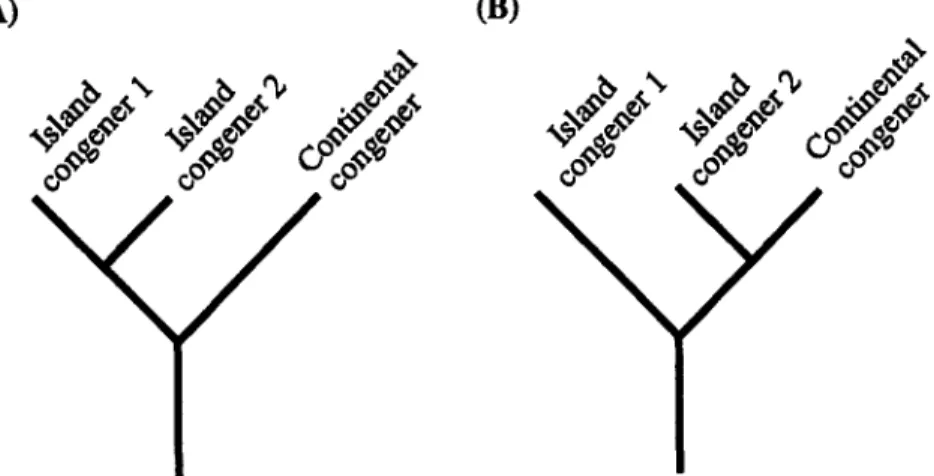 Figure  1.  Cladograms  of  the  predicted  phylogenetic  relationships  among  extant  congeneric  taxa  both  in  Taiwan  and  the  continent  resulting  from  (A)  single  incursion  and  (B)  multiple  incursion  hypothesis