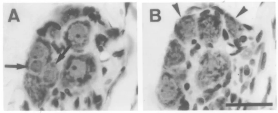 Figure 1.  Photomicrograph of adjacent sections of a small intracardiac ganglion of a rat, H &amp;