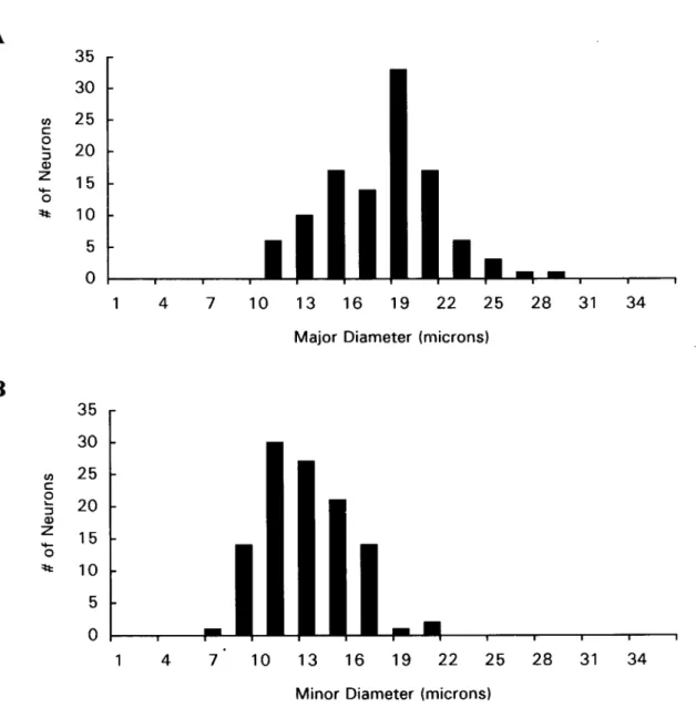 Figure 4.  Histograms of the size of 110 intracardiac ganglion cells measured across the major axis (A) and the minor axis (B)