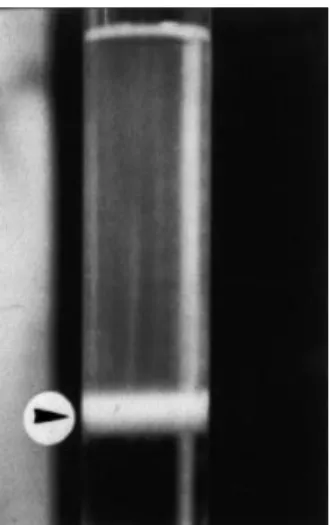 Figure 1 The band of concentrated WSSV virions formed in the sucrose discontinuous density gradient