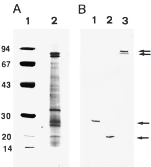 Figure 2 Western blot and SDS±PAGE of puri®ed WSSV Taiwan isolate. (A) 12.5% of silver-stained gel; lane 1: Bio-Rad low molecular weight marker; lane 2: puri®ed Taiwan isolate.
