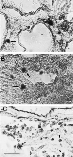Table 2 Detection of WSSV-infections in diseased shrimp from three geographic locations by indirect IFA using MAb 6E1