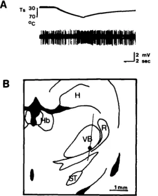 Fig.  1.  Example  of  the  response  of  a  thermal  nociceptive  neuron in  the  VB  to  radiant  heat  applied to  a  small region of  the  tail