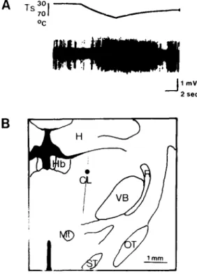Fig.  2.  Example of  the  responses of  a  thermal nociceptive  neuron  in  the  CL.  This neuron responded to  pressure and  pinch applied to the  tail and the  ipsilateral limbs