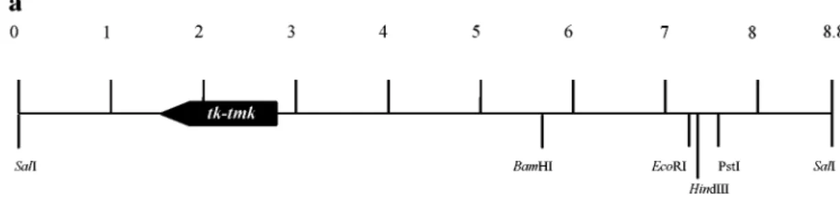 FIG. 1. WSSV tk-tmk. (a) The 8715-nucleotide WSSV SalI fragment (pms94) showing the location (nt 1624 to 2790) of the putative WSSV tk-tmk gene and (b) the nucleotide sequence of the putative WSSV tk-tmk gene and the deduced WSSV TK protein sequence