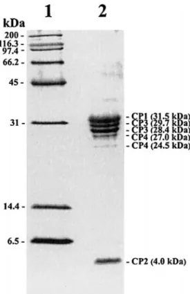 FIG. 3. Structural proteins of PnPV in a 16% SDS–polyacrylamide gel.