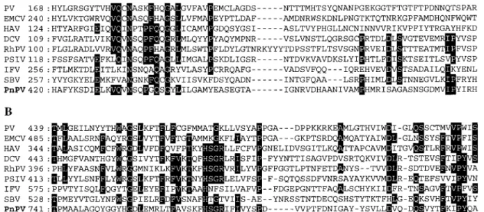 FIG. 4. Comparison of the deduced amino acid sequence of capsid proteins between PnPV and other viruses
