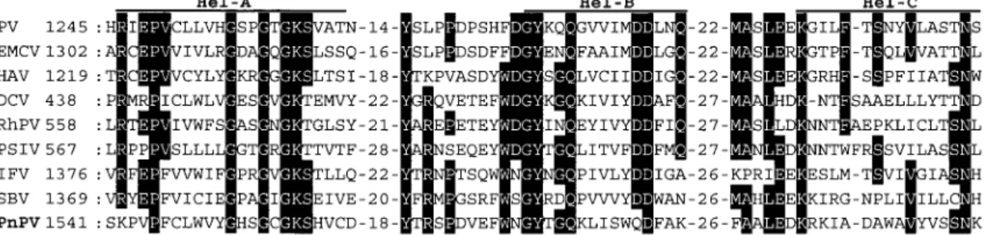 FIG. 5. Comparison of deduced amino acid sequences of nonstructural proteins of PnPV and other picorna-like viruses