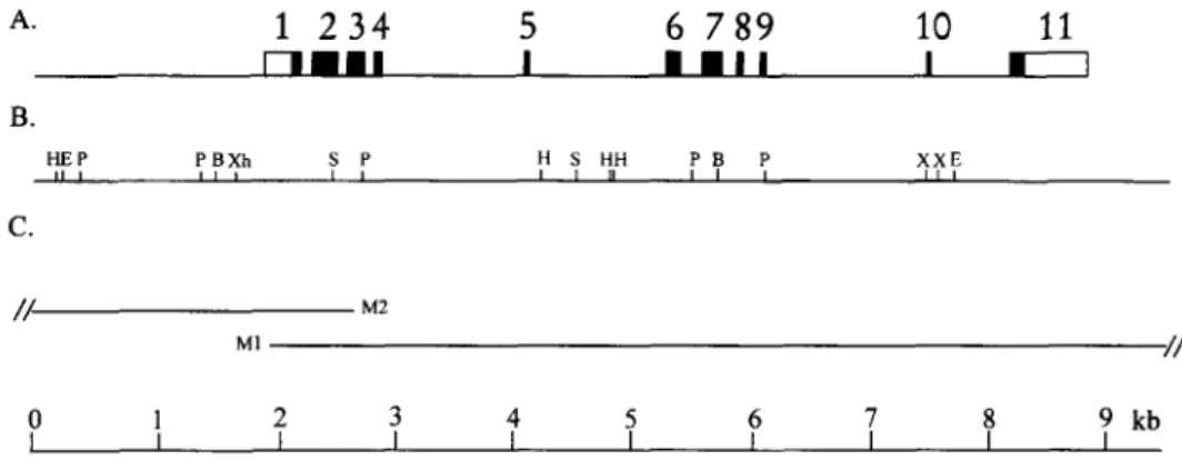 Fig.  1.  Physical map  of the carp  MKK1  gene.  (A)  The  structure of the gene  is represented  with regard  to  the organization of the exons and  introns
