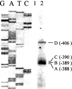 Fig.  2.  Nucleotide  sequence  of  the  5'-flanking  region  of  the  carp  MKK1  gene