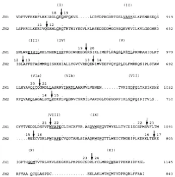 FIG. 13. Amino acid comparison and positions of the splice