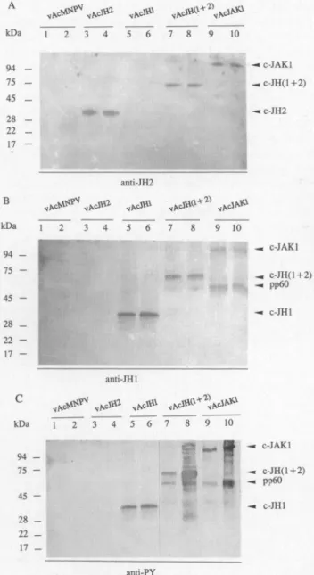 Fig. 1. On the basis of DNA sequence analysis, these two clones, pJl 1 and pJ21, are identical except that pJl 1 is 0.7 kb whereas