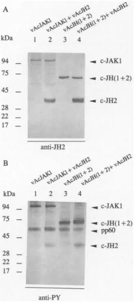 FIG. 8. RT-PCR analysis of the carp JAKl kinase transcripts.