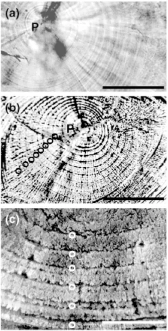 Fig. 3.  Microstructure of daily growth increments in polished otoliths of grey mullet juveniles photographed with a transmitted light microscope (a, b) and SEM (c)
