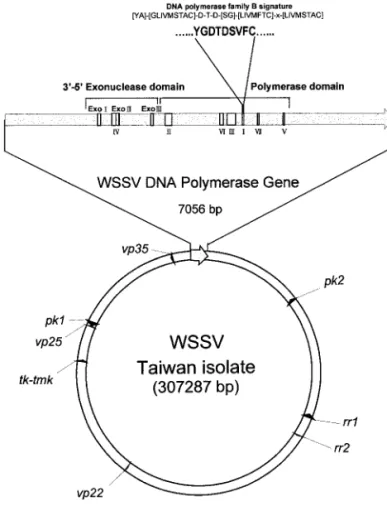 FIG. 1. The relative position of the WSSV dnapol gene on the entire WSSV genome. Other published genes [rr genes (Tsai et al., 2000a);