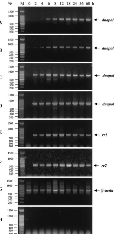 FIG. 3. Northern blot temporal transcription analysis of total RNA isolated from WSSV-infected P
