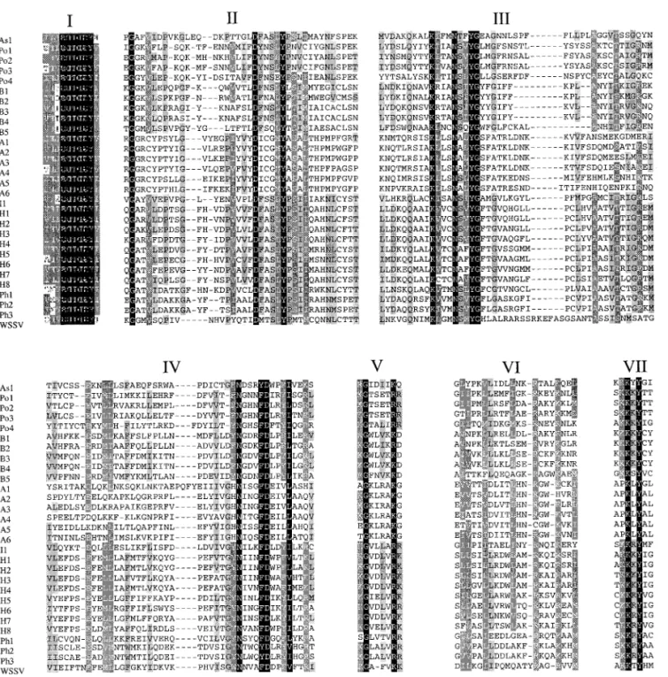FIG. 8. Alignment of the amino acid sequences of the seven polymerase domains of the DNA polymerase proteins