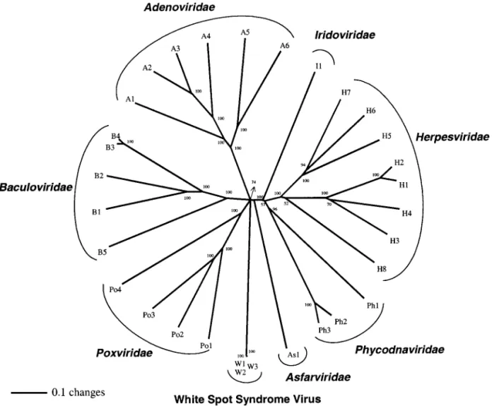 FIG. 9. Unrooted neighbor-joining phylogenetic tree of the WSSV DNA pol. Numbers at branch nodes indicate percent bootstrap support for that node based on 1000 replications