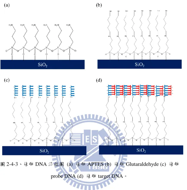 圖 2-4-3、修飾 DNA 流程圖  (a)  修飾 APTES (b)  修飾 Glutaraldehyde (c)  修飾 probe DNA (d)  修飾 target DNA。 