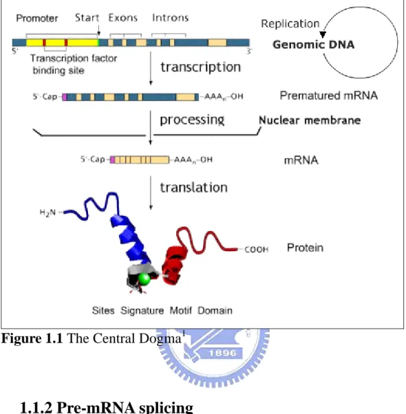 Figure 1.1 The Central Dogma 1