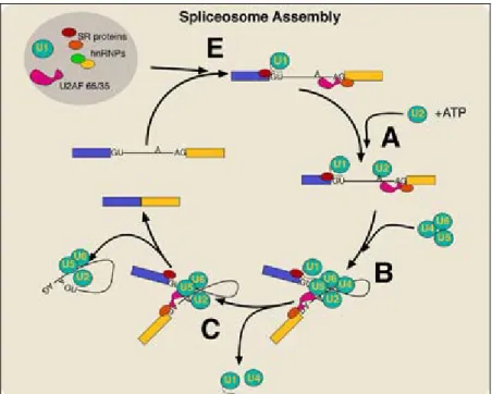 Figure 1.2 The spliceosome assembly cycle 2