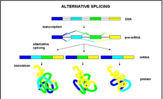Figure 1.3 Alternative splicing 3