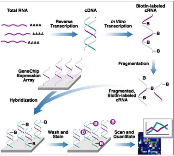 Figure 1.5 Overview of the Affymetrix GeneChip experiment 5