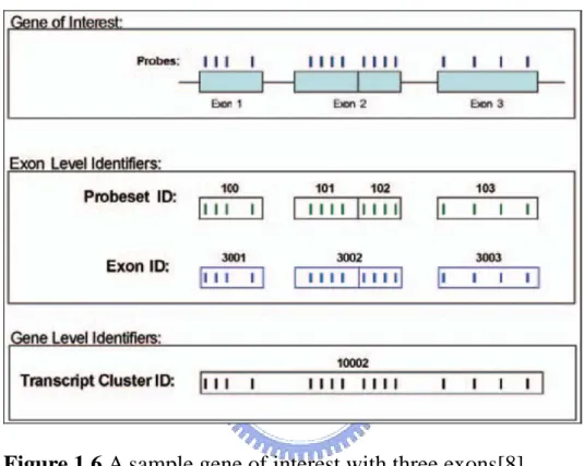 Figure 1.6 A sample gene of interest with three exons[8] 