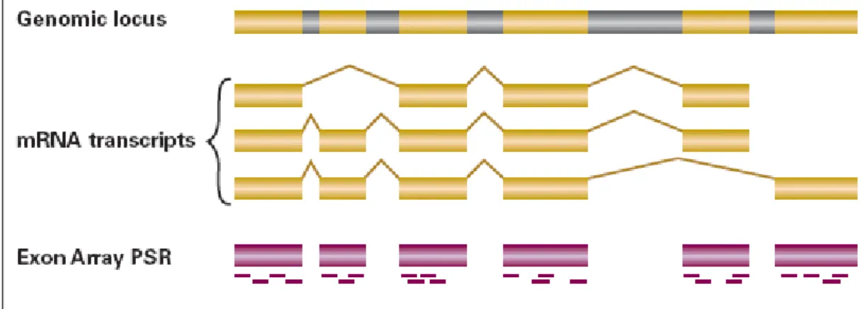 Figure 1.7 Array PSR (probe selection region)[7] 