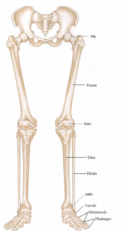 Fig 2.1 The bones of lower limb [9] 