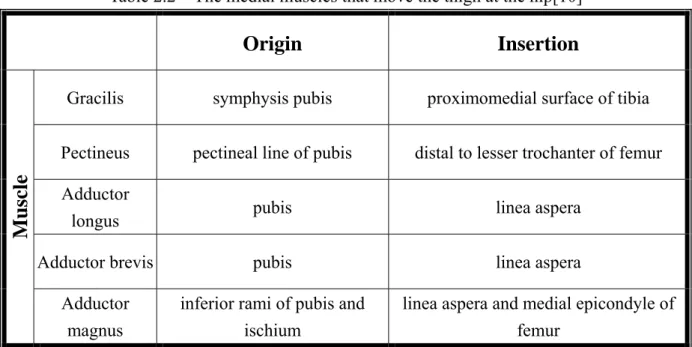 Table 2.2    The medial muscles that move the thigh at the hip[10] 