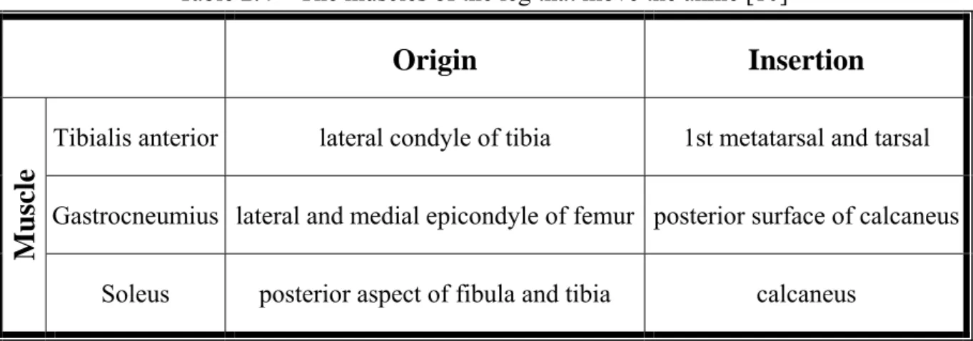 Table 2.4    The muscles of the leg that move the ankle [10] 