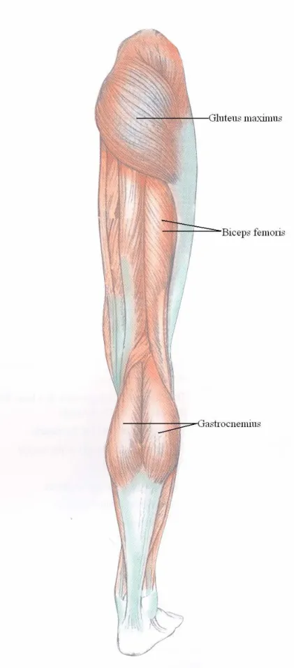 Fig 2.3 Lower limb muscles posterior [9] 