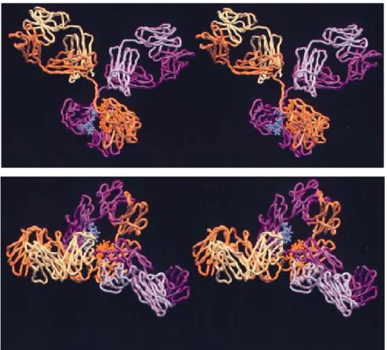 Figure 2.5 Structure of an intact IgG1K    for phenobarbital. Light chain1 is in pink,  heavy chain1 in magenta , light chain2 in yellow, and heavy chain2 in orange