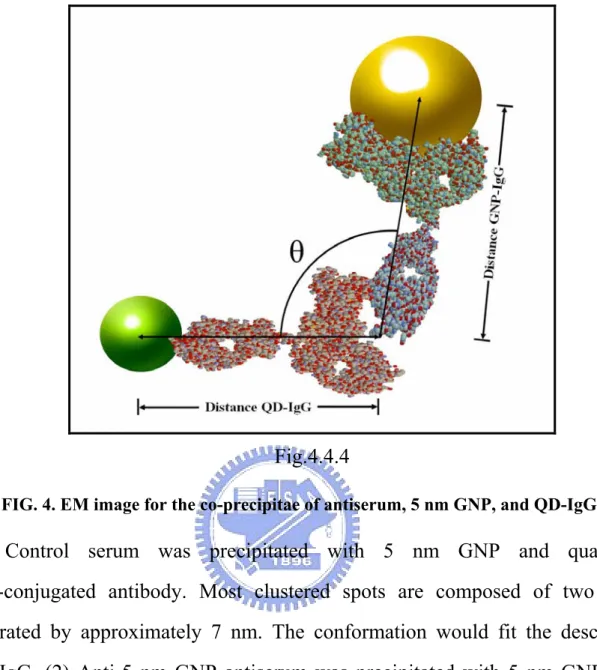 FIG. 4. EM image for the co-precipitae of antiserum, 5 nm GNP, and QD-IgG . 
