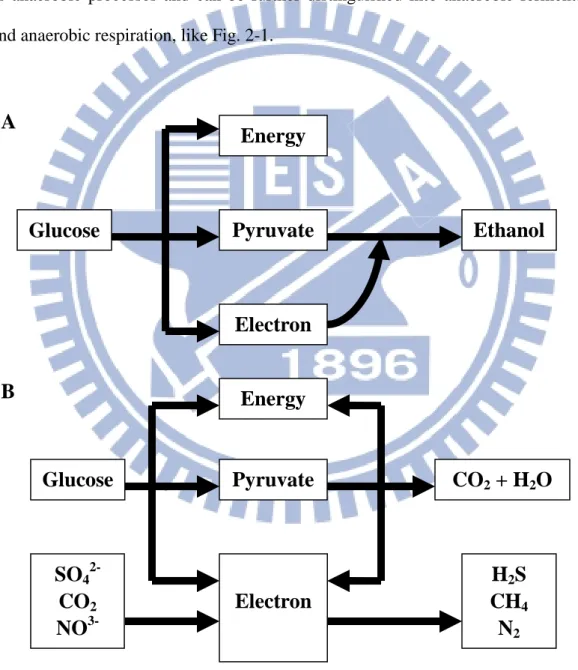 Fig. 2-1 (A) Anaerobic fermentation and (B) anaerobic respiration of glucose (Khanal,  2008)
