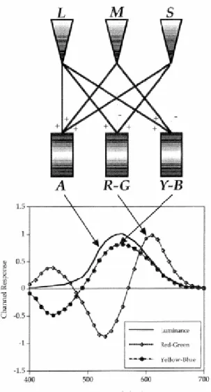 Fig. 4    The encoding of cone signals into opponent-colors signals in the human visual system  [13]