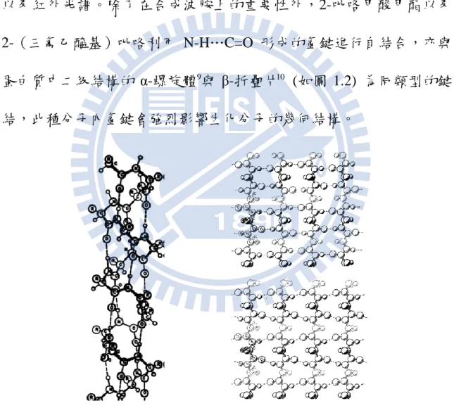 圖 1.2    左圖為 α-螺旋體示意圖[  引自 Fig.  2  in  L.  Pauling,  R.  B.  Corey,  and  H.  R. 