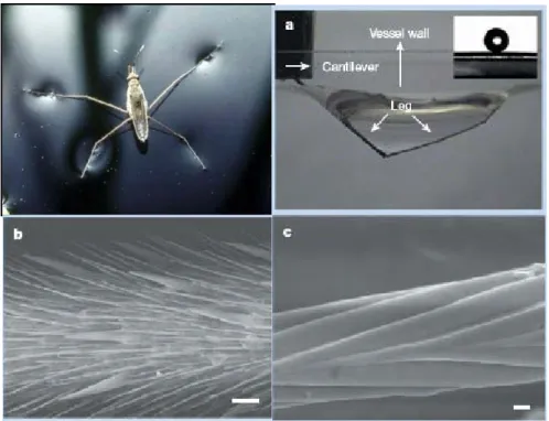 Figure 2-17. The non-wetting leg of a water strider. (a) Typical side view of a  maximal-depth dimple (4.38 mm) just before the leg pierces the water surface
