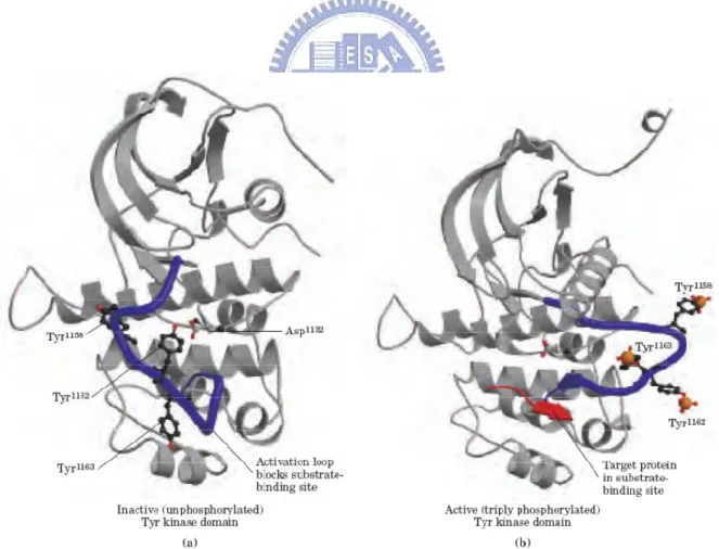 Figure 1.4 Activation of the insulin-receptor Tyr kinase by autophosphorylation (Lehninger et al.,  2005)