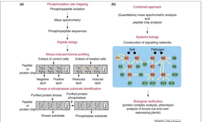 Figure 1.9 Combined large-scale approaches to unravel phosphorylation driven signaling networks  ( Bentem et al., 2007 )