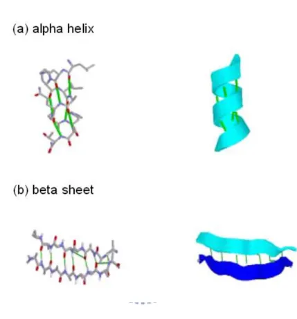 Figure 2. 4: Illustrations of alpha helix and beta sheet. 