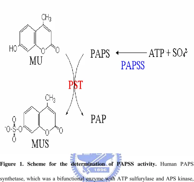 Figure 1. Scheme for the determination of PAPSS activity. Human PAPS  synthetase, which was a bifunctional enzyme with ATP sulfurylase and APS kinase,  catalyzed the biosynthesis of PAPS from ATP and sodium sulfate
